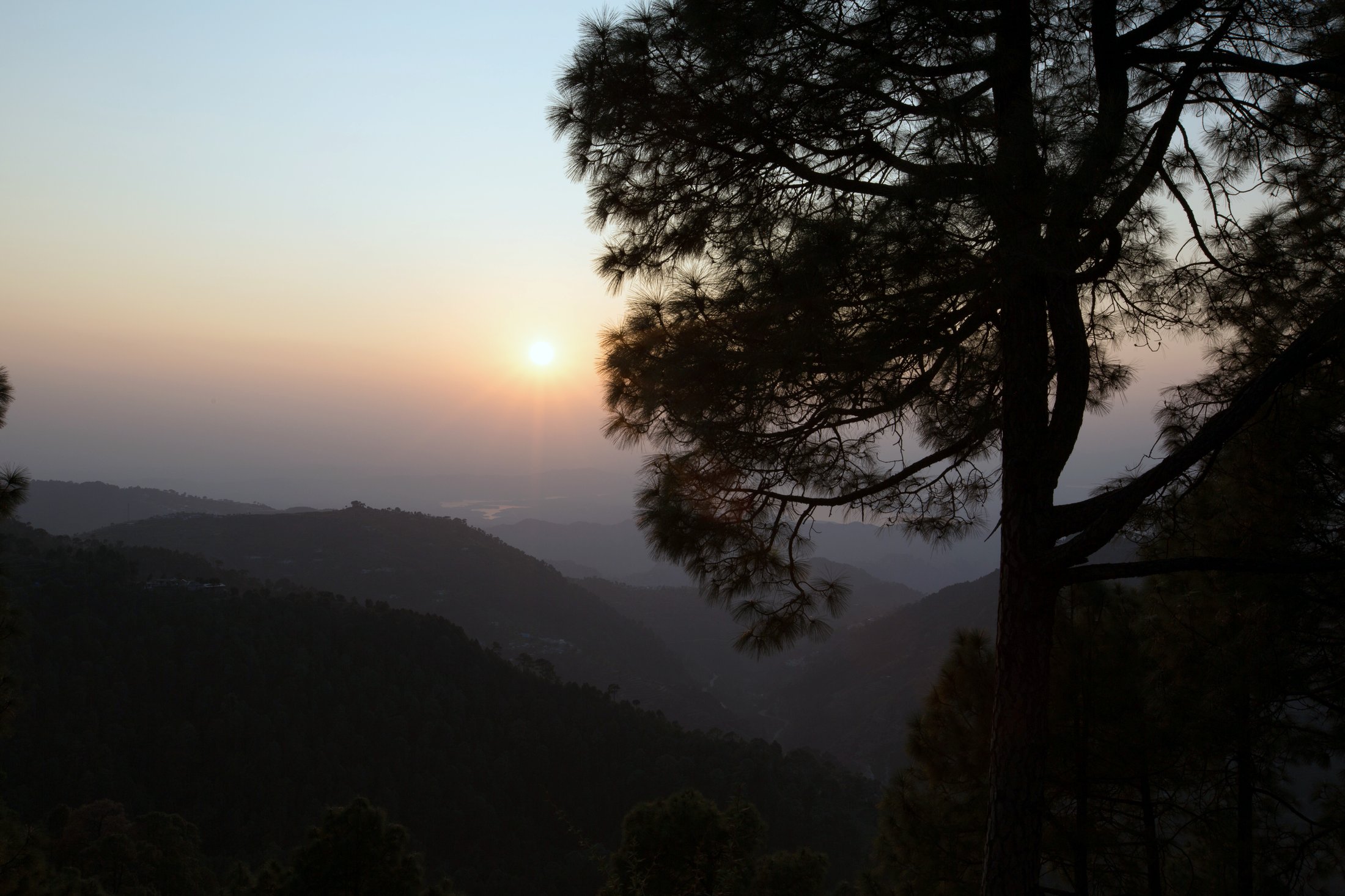 Sun through the pines. â€” Himachal Pradesh Â· Nov 2015