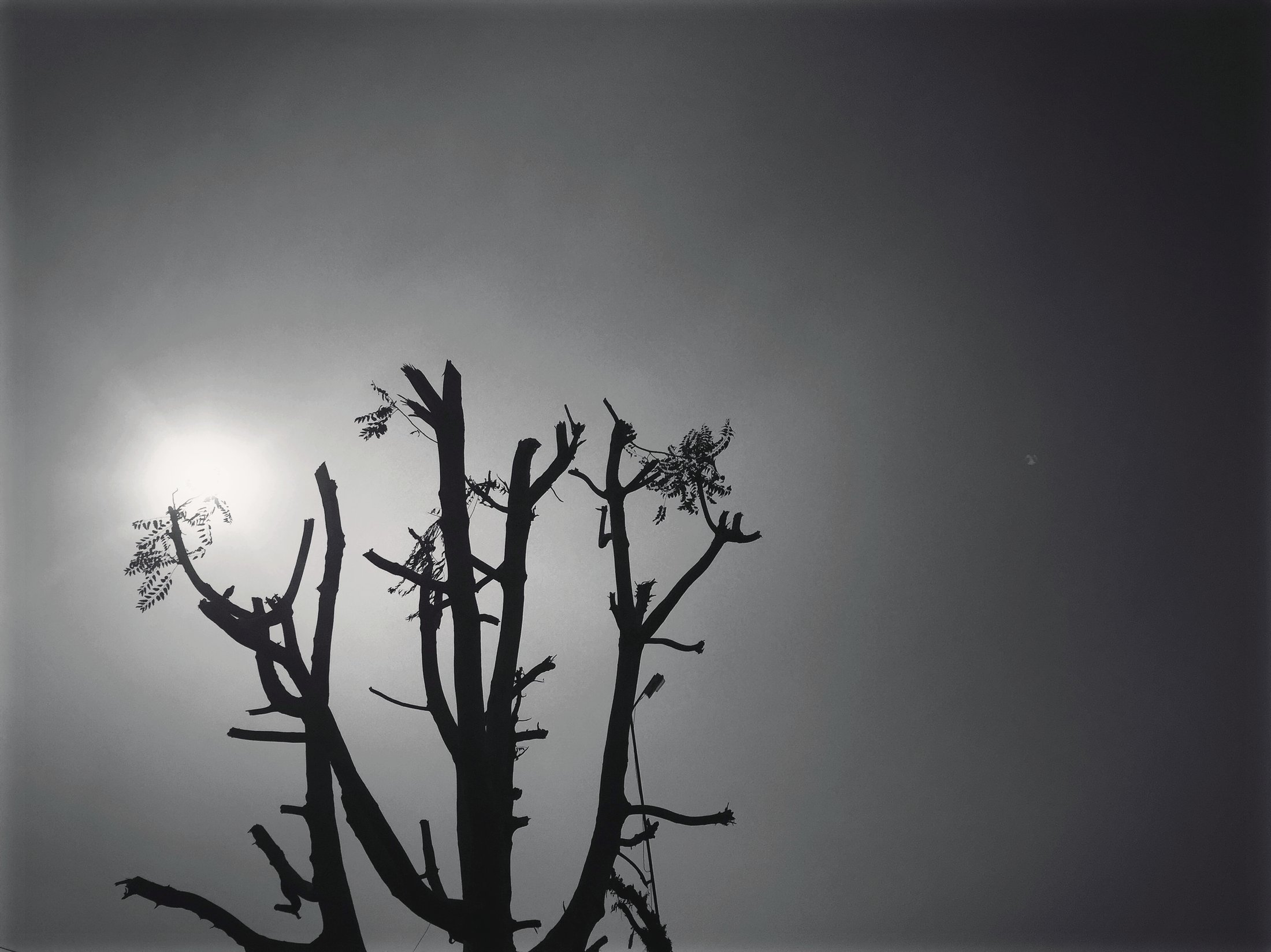 A bare tree in the mist. â€” Masuda, Rajasthan Â· Dec 2015