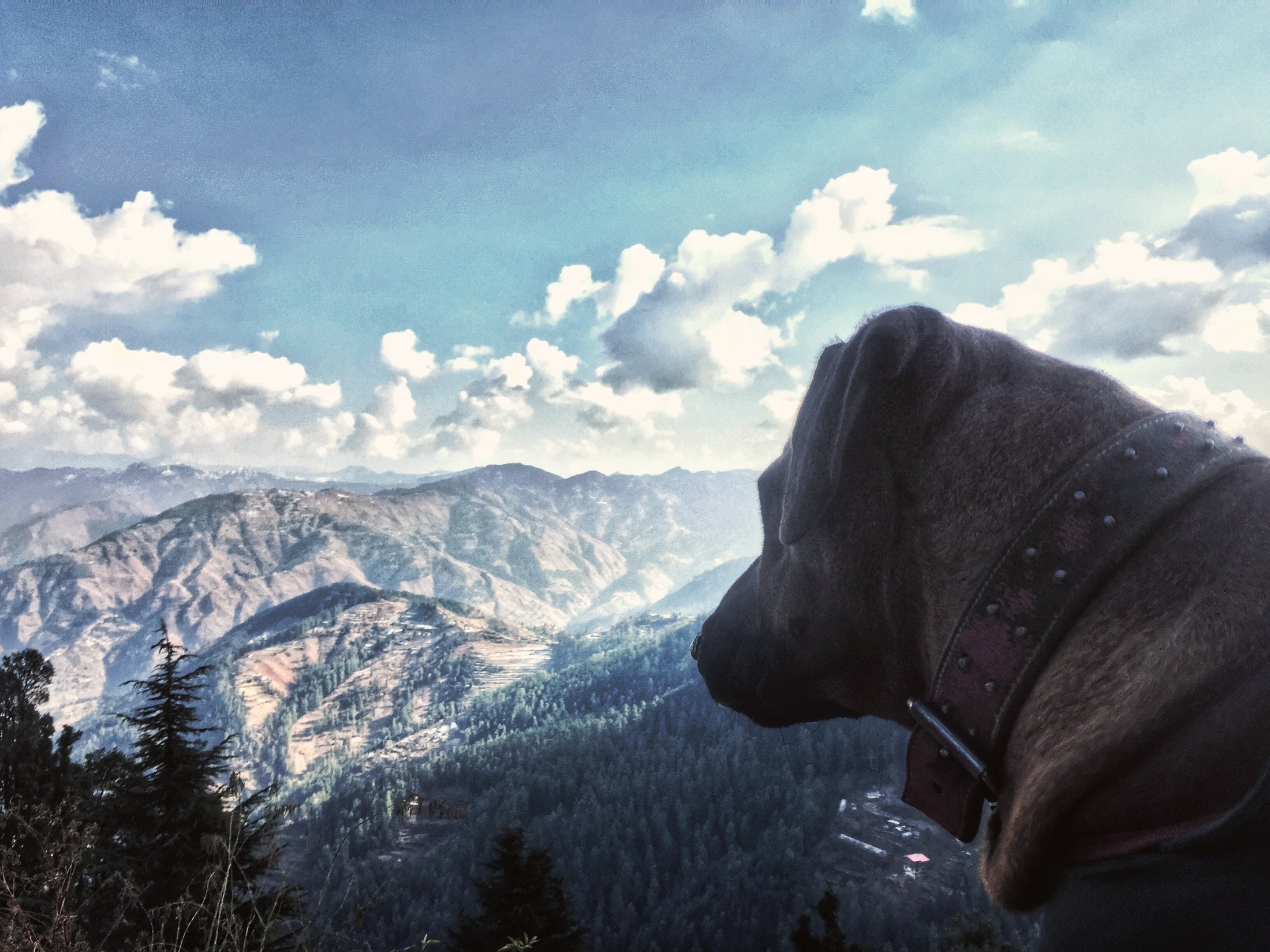 A dog takes in the hills. â€” Shimla, Himachal Pradesh Â· Jan 2017