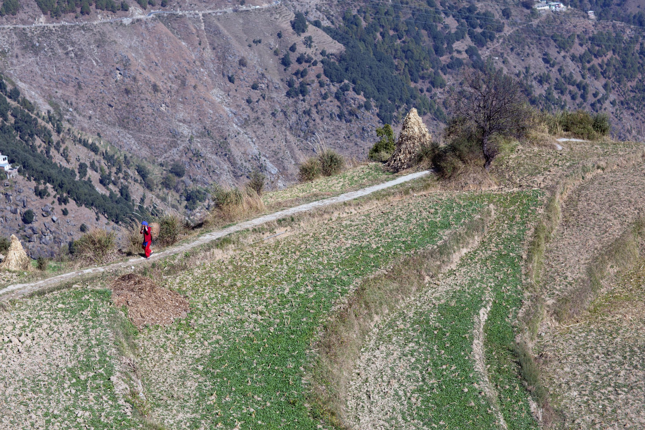 Working the mountain fields. â€” Himachal Pradesh Â· Nov 2015