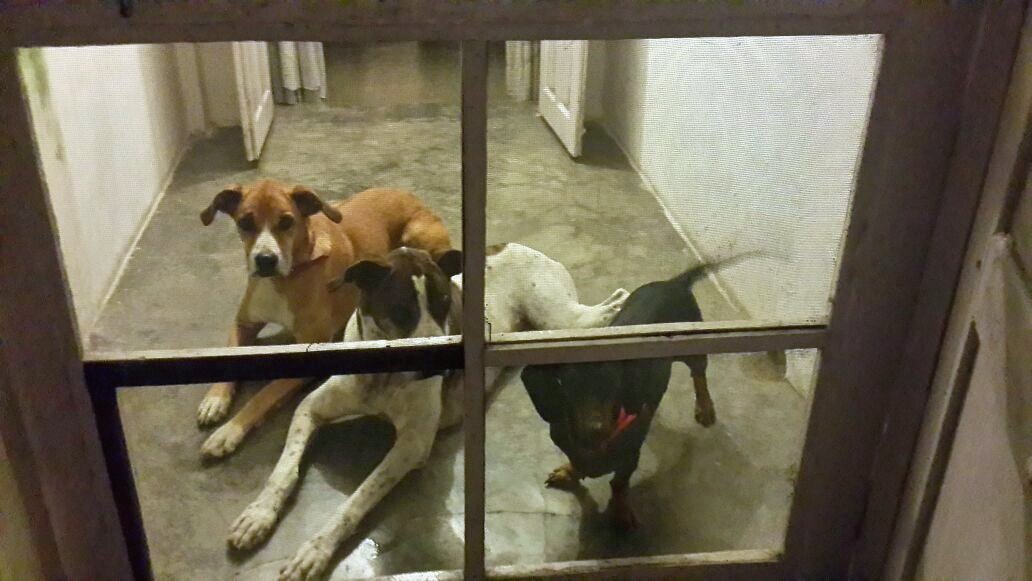 Dogs behind the gate. â€” Lucknow, Uttar Pradesh