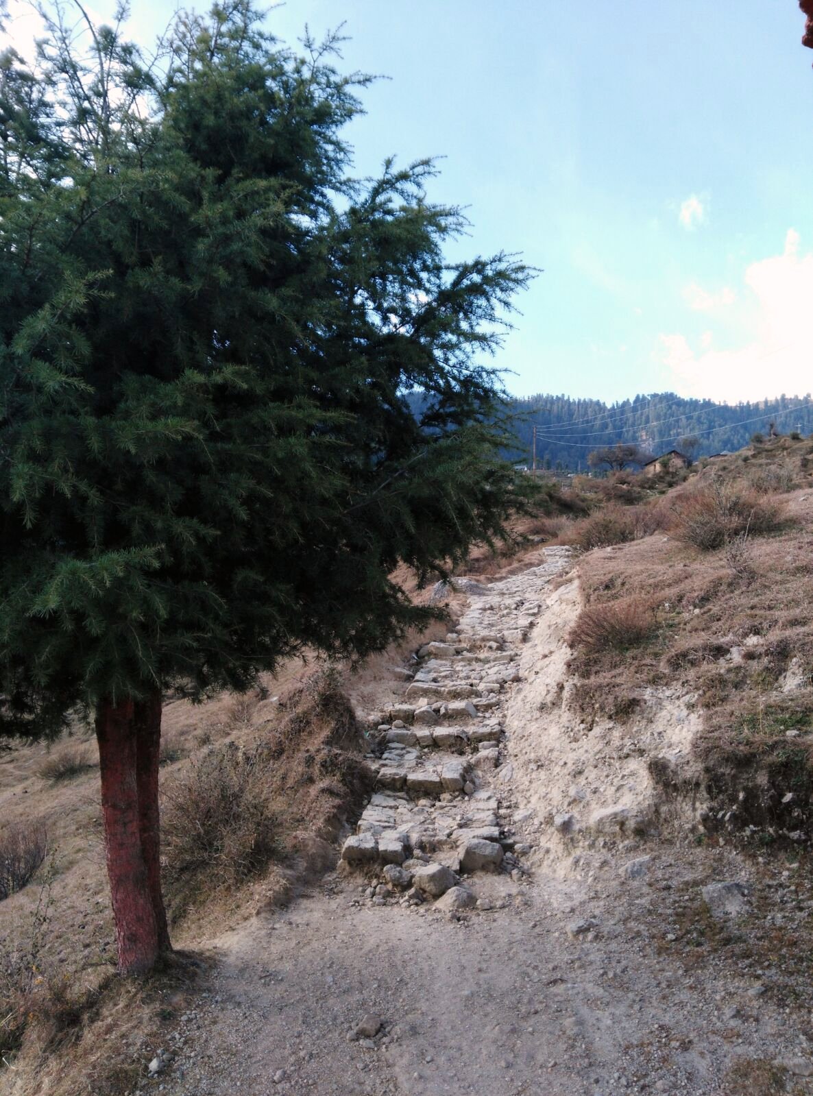 A tree on the rocks. â€” Himachal Pradesh